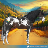 Horse Color:White Spotted Brown Sabino