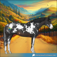 Horse Color:White Spotted Brown Sabino