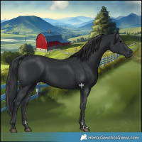 Horse Color:Black 