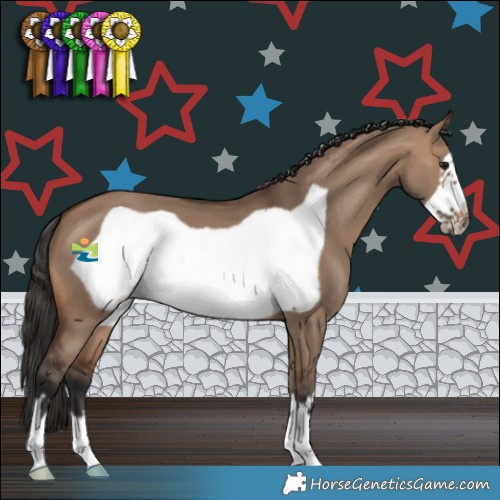 Horse Color:Brown Dun Frame 