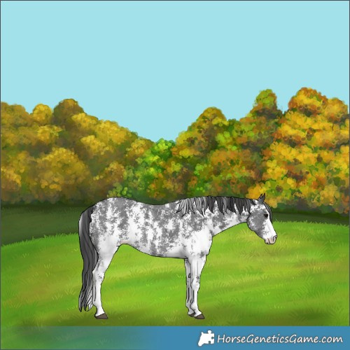 Horse Color:Black Sabino Appaloosa Rabicano 