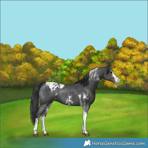 Horse Color:Black Sabino Tobiano Appaloosa Rabicano 