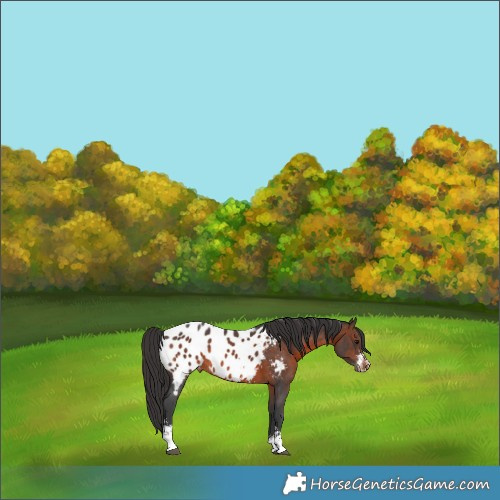 Horse Color:Brown Sabino Appaloosa Rabicano 