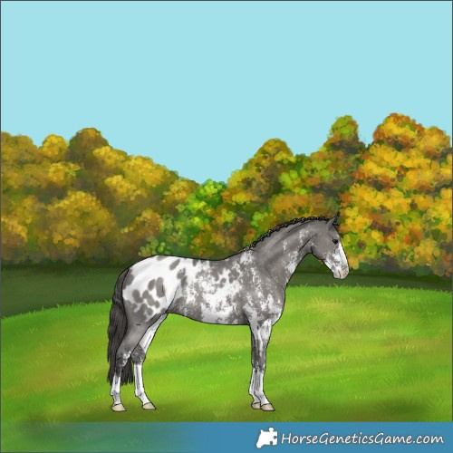 Horse Color:Grullo Sabino Appaloosa Rabicano 