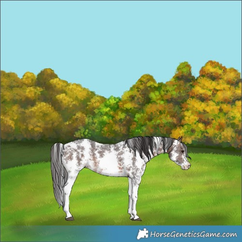 Horse Color:Brown Sabino Rabicano 
