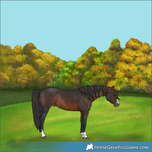 Horse Color:Brown Appaloosa Rabicano 