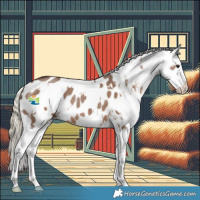Horse Color:White Spotted Liver Red Dun Appaloosa 