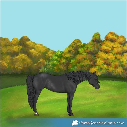 Horse Color:Black Rabicano 