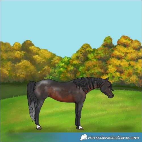 Horse Color:Brown Rabicano 
