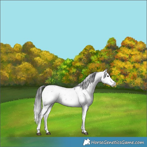 Horse Color:Brown Sabino Appaloosa Rabicano 
