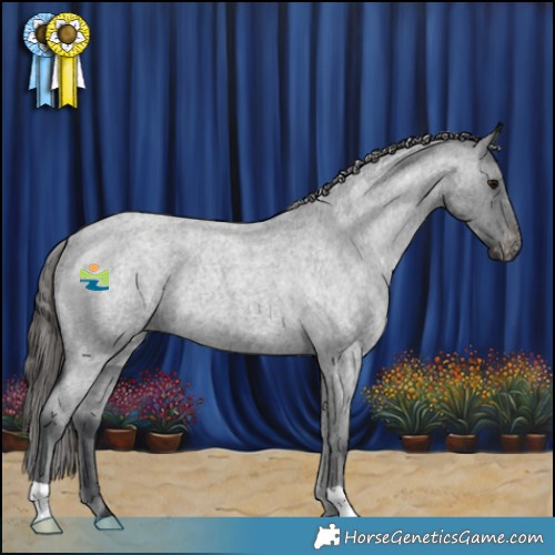 Horse Color:Blue Roan Appaloosa Rabicano 