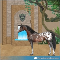 Horse Color:Brown Sabino Appaloosa Rabicano 