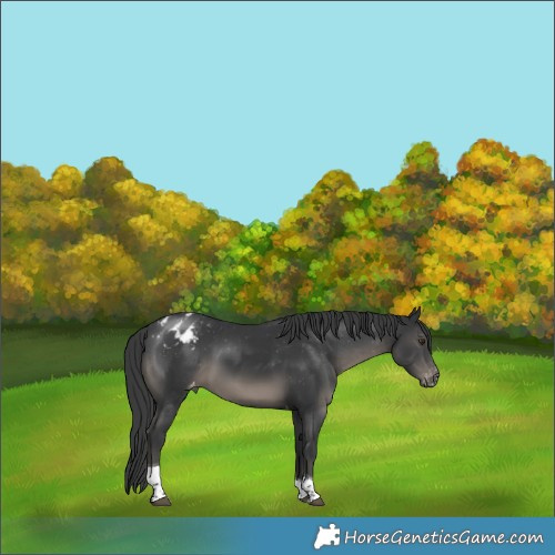 Horse Color:Black Sabino Tobiano Appaloosa Rabicano 