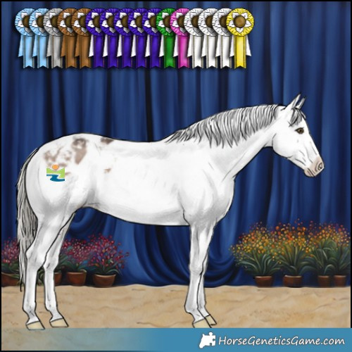 Horse Color:Liver Red Dun Mushroom Sabino Appaloosa 