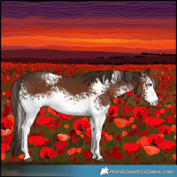 Horse Color:White Spotted Liver Chestnut 