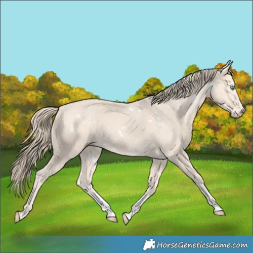 Horse Color:White Spotted Perlino Sabino 