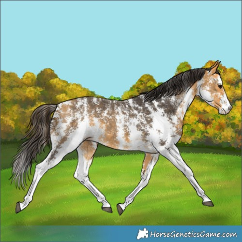 Horse Color:Buckskin Sabino 