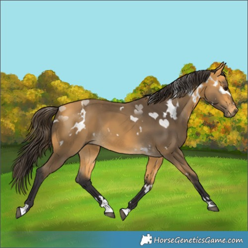 Horse Color:White Spotted Buckskin 