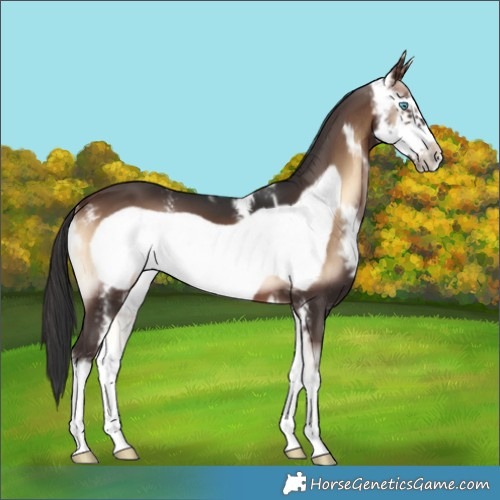 Horse Color:Brown Onyx Sabino Frame 