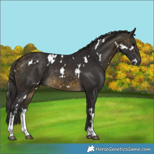 Horse Color:White Spotted Buckskin 