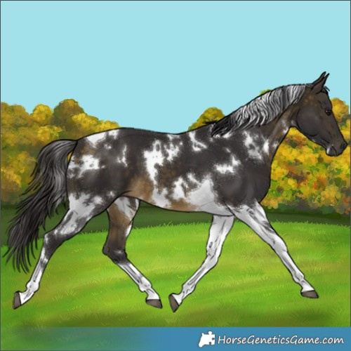 Horse Color:White Spotted Buckskin Tobiano 