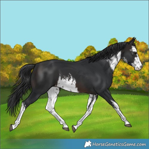 Horse Color:White Spotted Brown 