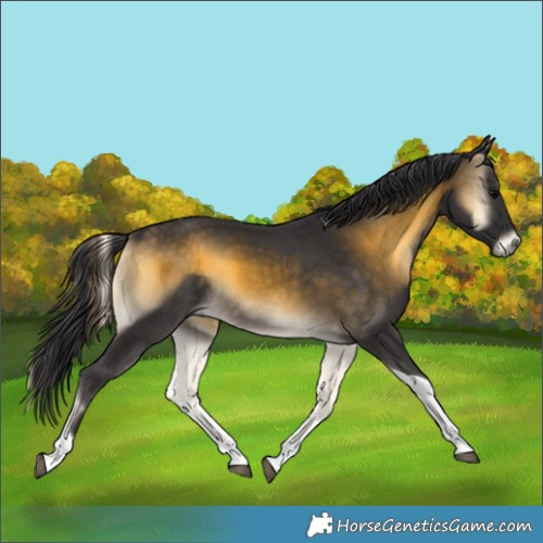 Horse Color:Buckskin Onyx Tobiano 