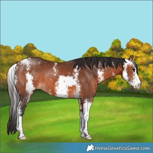 Horse Color:Bay Sabino 