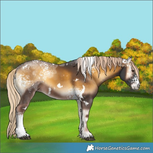 Horse Color:White Spotted Chocolate Palomino Ice Onyx Rabicano 