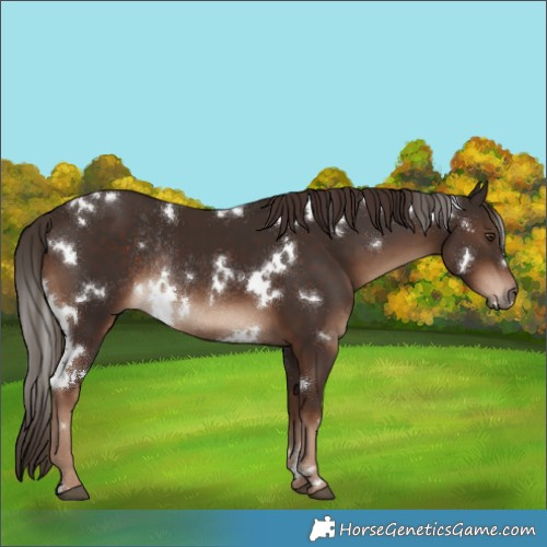 Horse Color:White Spotted Liver Chestnut Rabicano 