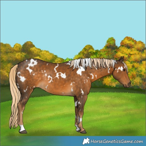 Horse Color:White Spotted Chocolate Palomino Rabicano 