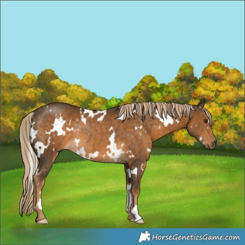 Horse Color:White Spotted Chocolate Palomino Rabicano 