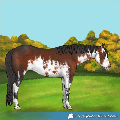 Horse Color:White Spotted Brown 