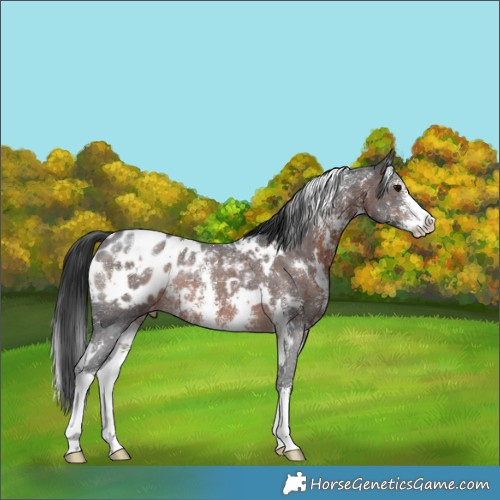 Horse Color:White Spotted Brown Sabino Appaloosa Rabicano 