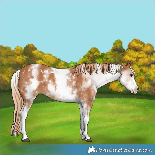 Horse Color:White Spotted Chestnut Rabicano 