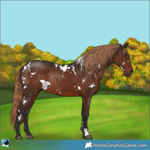 Horse Color:White Spotted Liver Chestnut Rabicano 