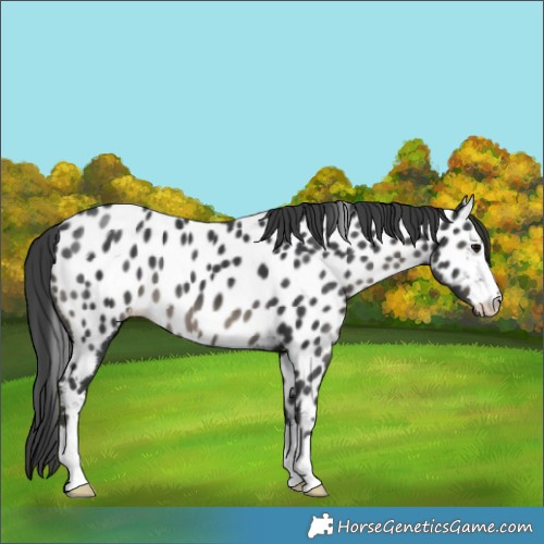 Horse Color:Black Appaloosa 