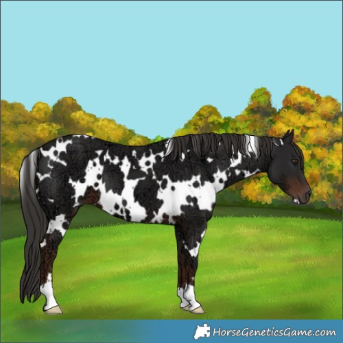 Horse Color:White Spotted Liver Chestnut Ice 