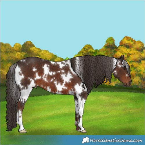 Horse Color:White Spotted Liver Chestnut 