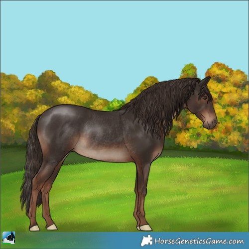 Horse Color:Liver Chestnut Rabicano 