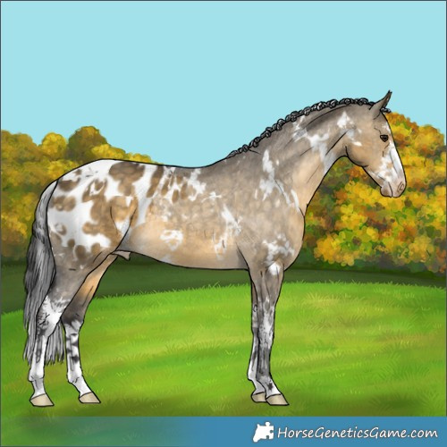 Horse Color:White Spotted Buckskin Dun Sabino Appaloosa 