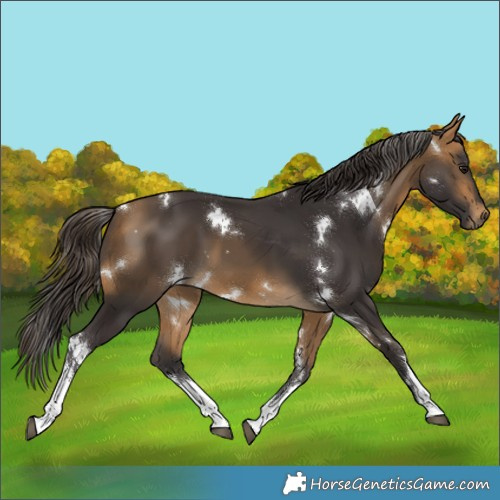 Horse Color:White Spotted Buckskin 