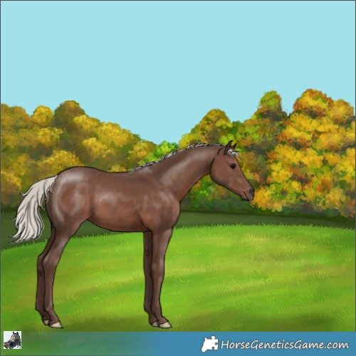Horse Color:Silver Black