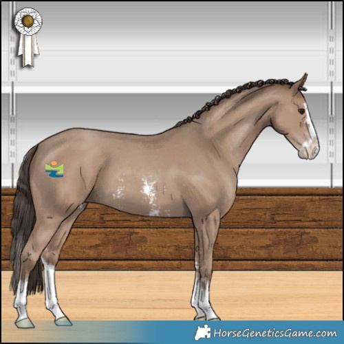 Horse Color:Classic Champagne Sabino Splash 