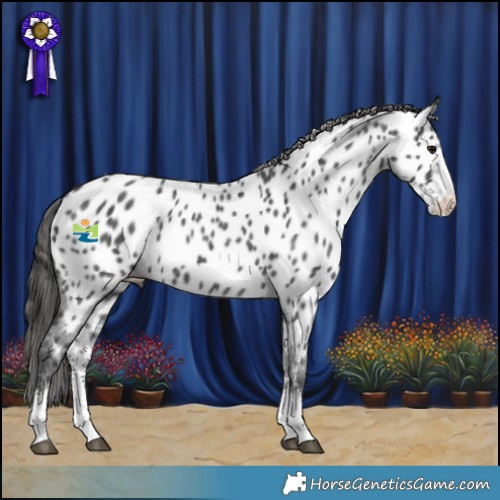 Horse Color:Black Sabino Appaloosa 