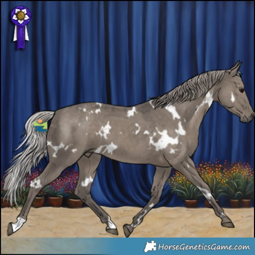 Horse Color:White Spotted Silver Grullo 