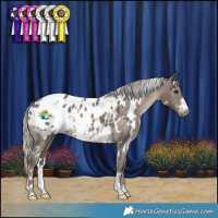 Horse Color:White Spotted Silver Black Appaloosa 