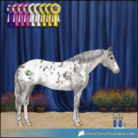 Horse Color:White Spotted Silver Black Appaloosa 