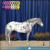 Horse Color:White Spotted Silver Black Appaloosa 