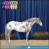 Horse Color:White Spotted Silver Black Appaloosa